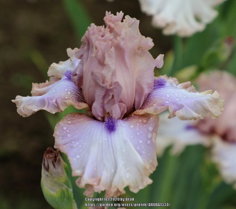Photo of Tall Bearded Iris (Iris 'Candy Dust') uploaded by ARUBA1334