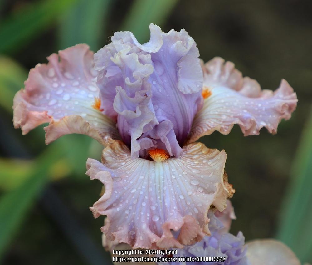 Photo of Tall Bearded Iris (Iris 'Almost Taste It') uploaded by ARUBA1334
