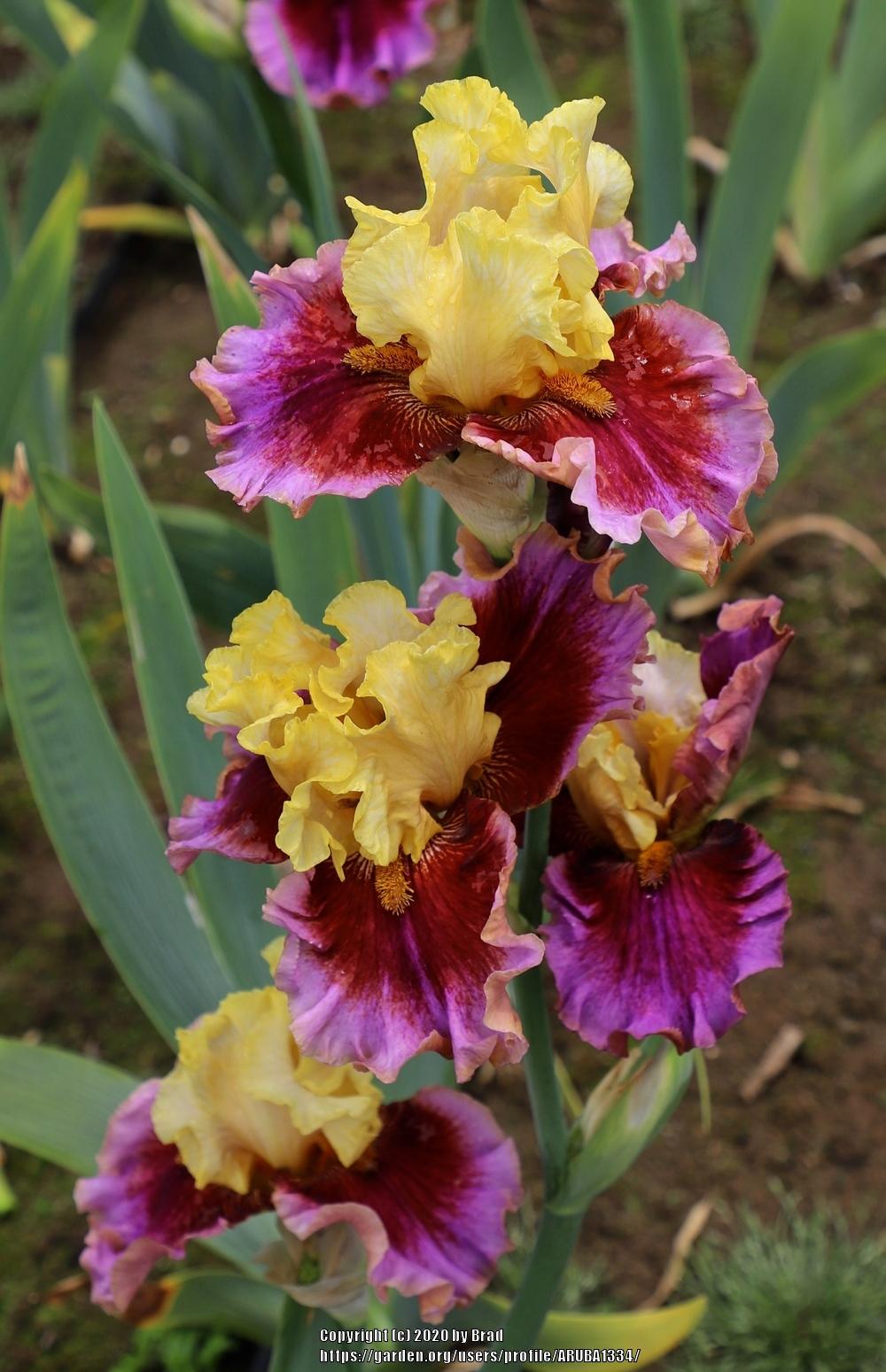 Photo of Tall Bearded Iris (Iris 'What a Circus') uploaded by ARUBA1334