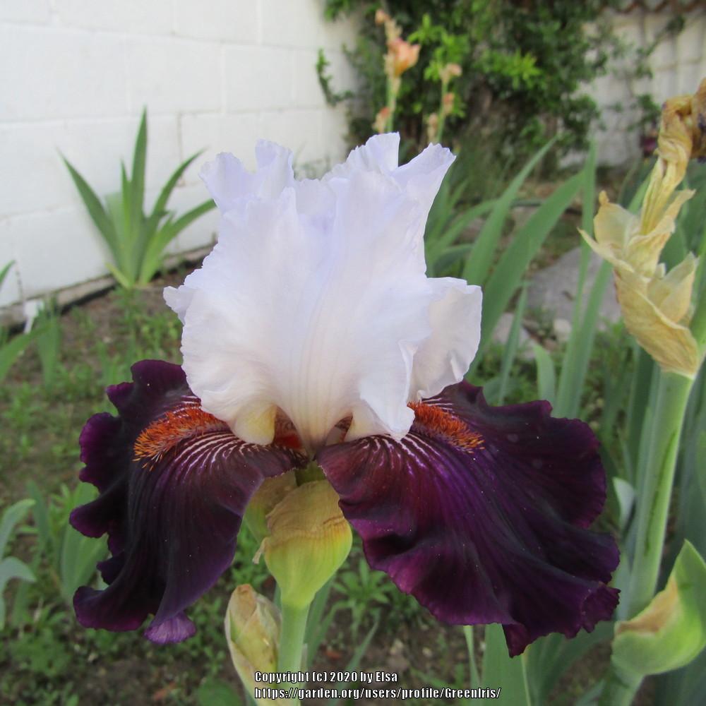 Photo of Tall Bearded Iris (Iris 'Starring') uploaded by GreenIris