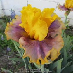 Location: Las Cruces, NM
Date: 2020-04-18
Iris In Living Color
