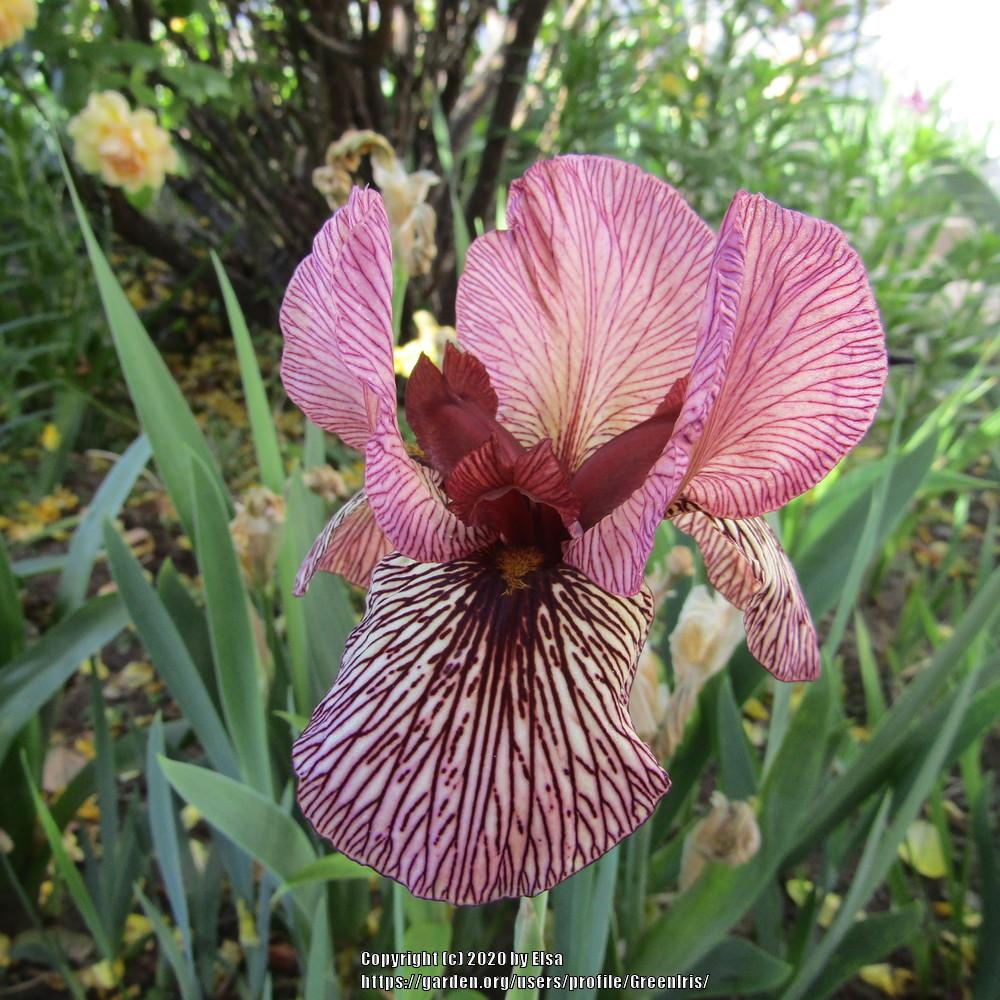 Photo of Arilbred Iris (Iris 'Oyez') uploaded by GreenIris