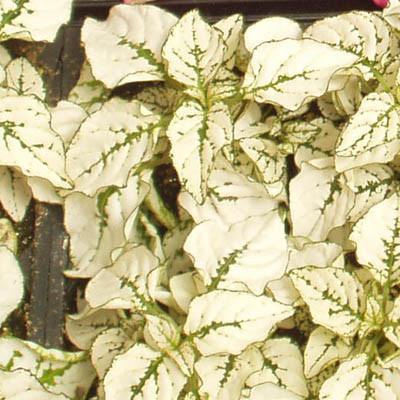Photo of Polka-Dot Plant (Hypoestes phyllostachya Splash Select™ White) uploaded by Joy