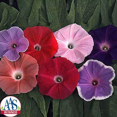 Photo of Morning Glory (Ipomoea 'Early Call Mixed') uploaded by Joy