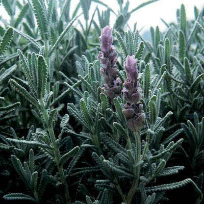 Photo of English Lavender (Lavandula angustifolia 'Vera') uploaded by Joy