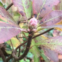 Location: Decatur, GA
Date: 2020-11-15
Rhododendron austrinum buds formed in November will open next spr