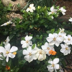 Location: Decatur, GA
Date: 2020-05-18
Gardenia jasminoides 'Kleim's Hardy' in bloom, 2020-05-18