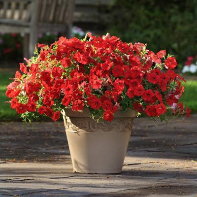 Photo of Multiflora Spreading/Trailing Petunia (Petunia Easy Wave® Red) uploaded by Joy