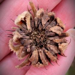 Location: Ann Arbor, Michigan
Date: 2020-10-30
Calendula seed pod