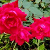 Trio of Roses (Rosa 'Knock Out')