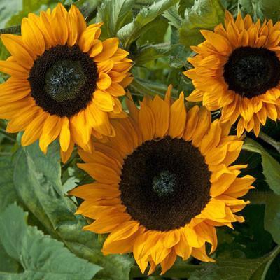 Photo of Sunflower (Helianthus annuus 'Copper Queen') uploaded by Joy