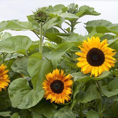 Photo of Sunflower (Helianthus annuus 'Copper Queen') uploaded by Joy