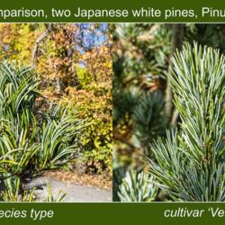 Location: Hidden Lake Gardens, Tipton, Michigan
Date: 2020-10-28
The 'Venus' cultivar of Pinus parviflora has straight needles, ve