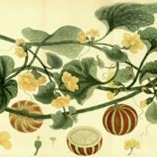 illustration from 'The Botanist's Repository', vol. 8