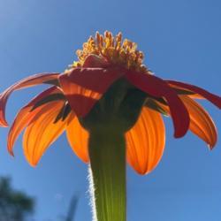 Location: Tampa Bay, Florida 
Date: 2020-11-17
Mexican Sunflower