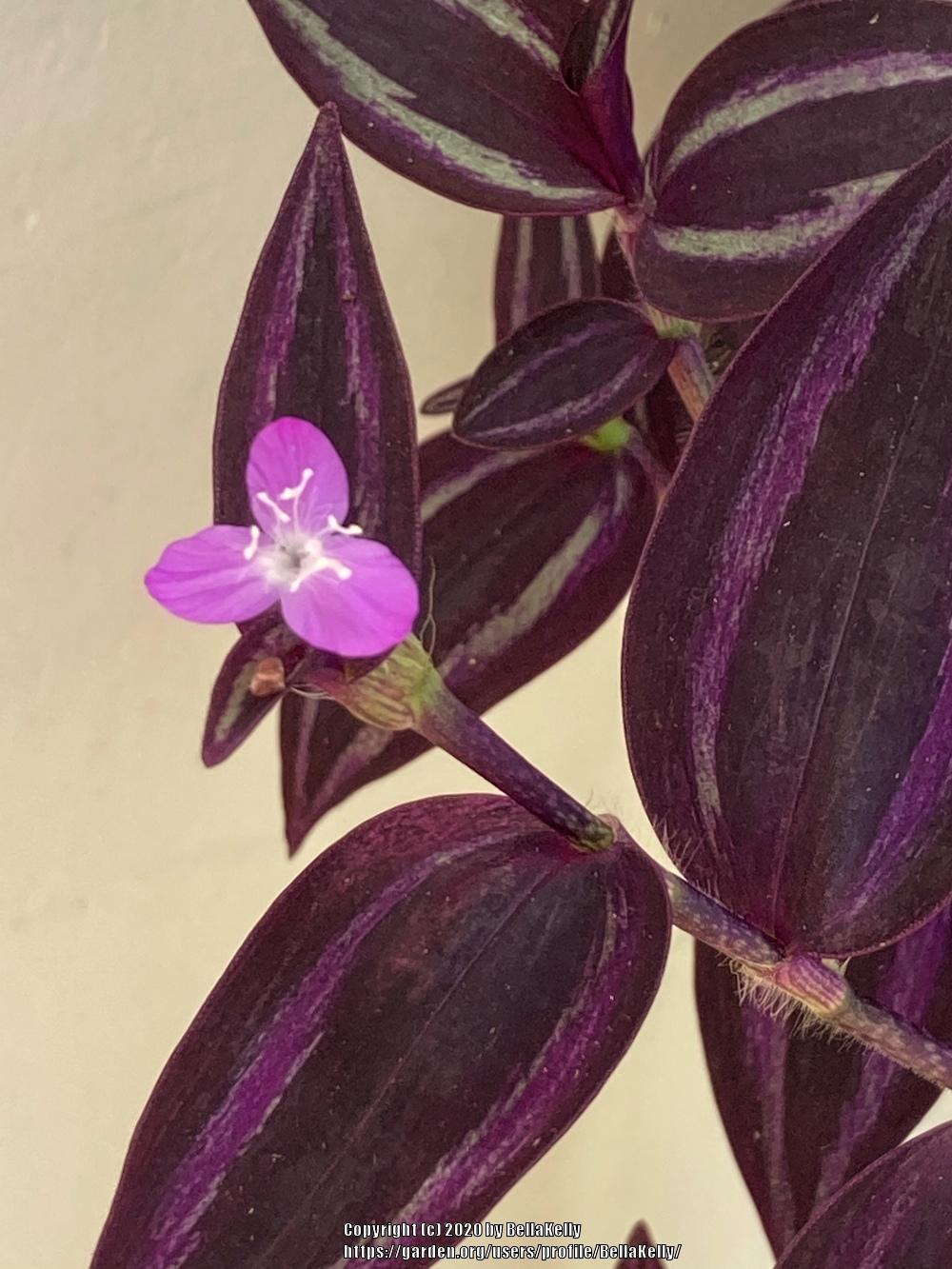 Photo of Inch Plant (Tradescantia zebrina) uploaded by BellaKelly