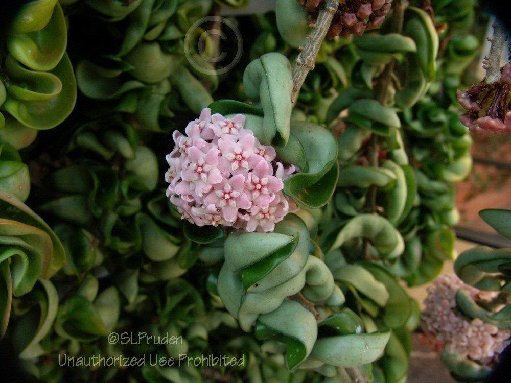 Photo of Wax Plant (Hoya carnosa  'Krinkle Kurl') uploaded by DaylilySLP