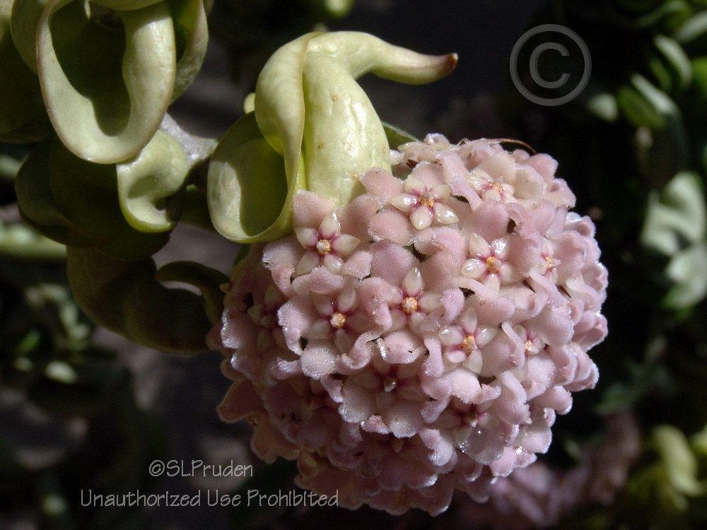 Photo of Wax Plant (Hoya carnosa  'Krinkle Kurl') uploaded by DaylilySLP