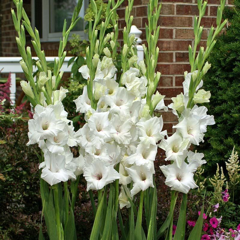 Photo of Hybrid Gladiola (Gladiolus x gandavensis 'White Prosperity') uploaded by Joy