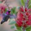 Hummingbird hovers near a Callistemon bloom.