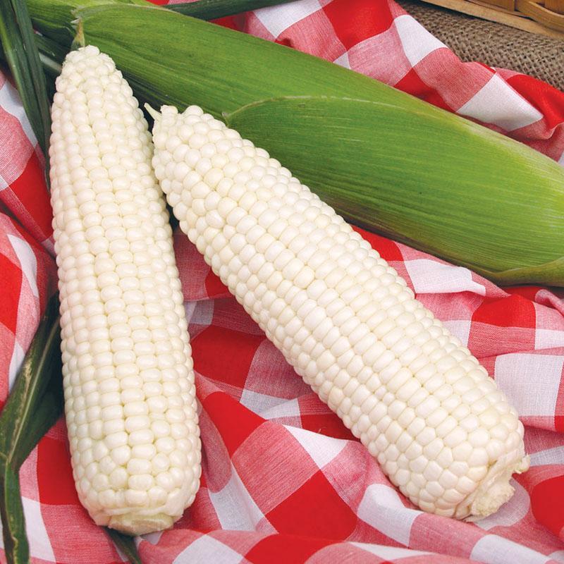 Photo of Sweet Corn (Zea mays subsp. mays 'Silver Queen') uploaded by Joy