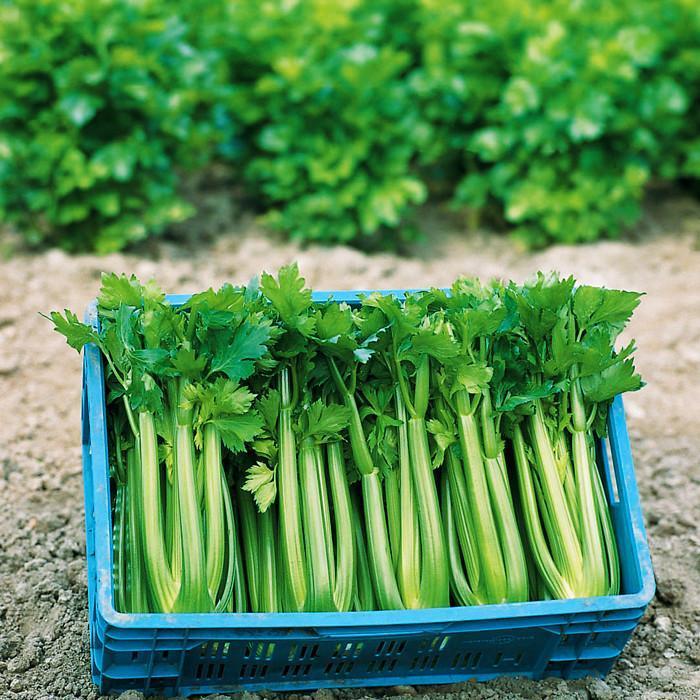 Photo of Celery (Apium graveolens var. dulce 'Tango') uploaded by Joy