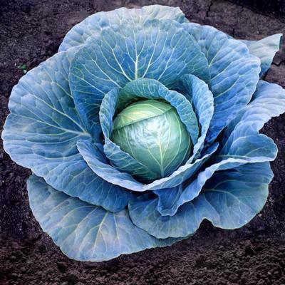 Photo of Cabbage (Brassica oleracea var. capitata 'Blue Vantage') uploaded by Joy