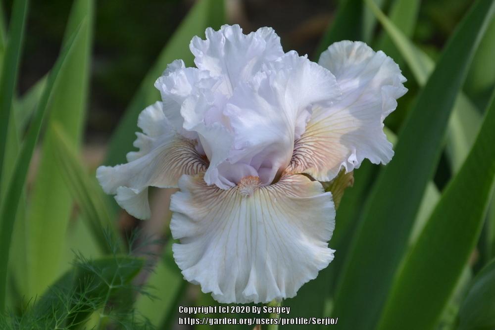 Photo of Tall Bearded Iris (Iris 'Ask a Lady') uploaded by Serjio