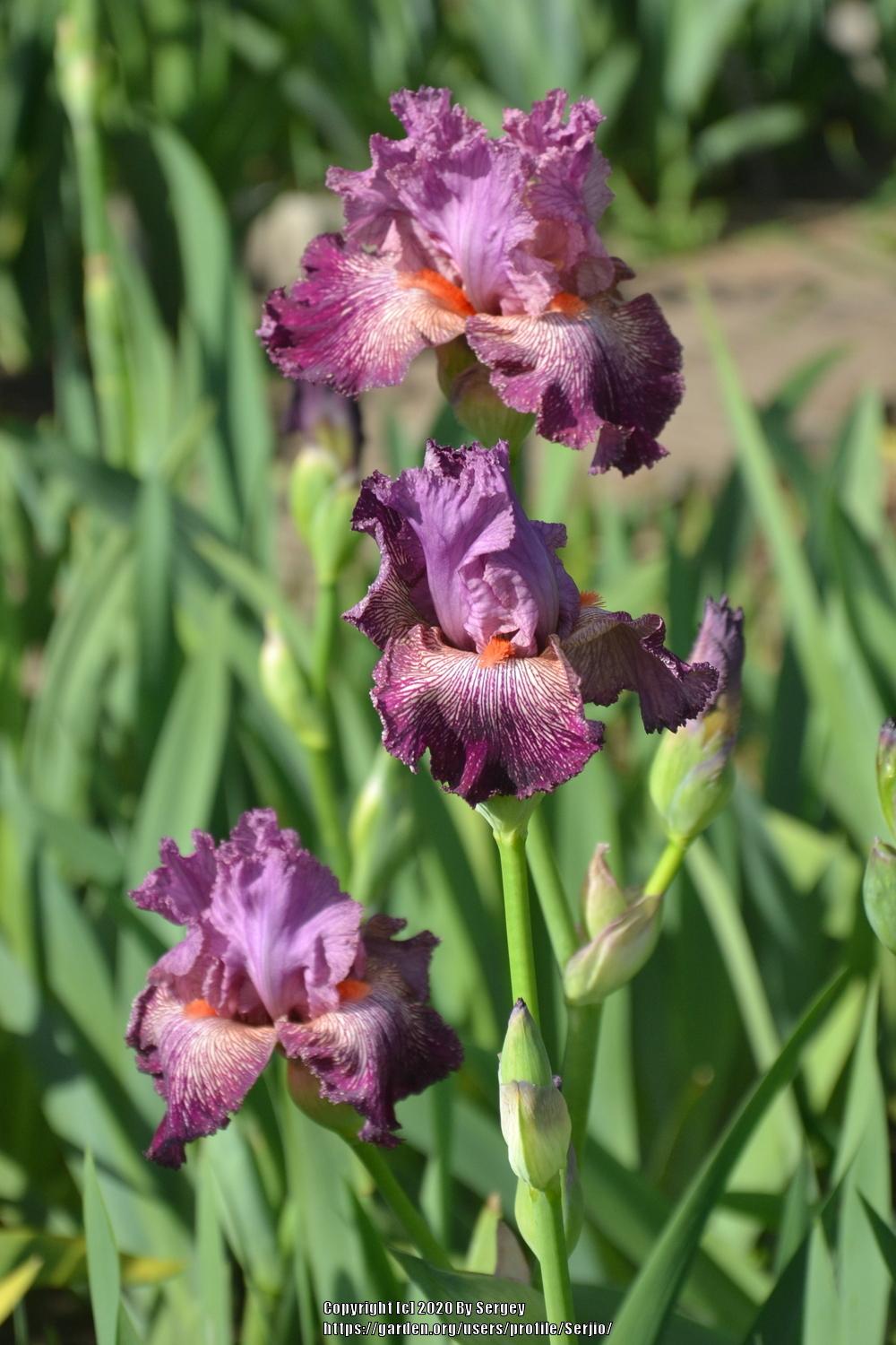 Photo of Tall Bearded Iris (Iris 'Anything Goes') uploaded by Serjio