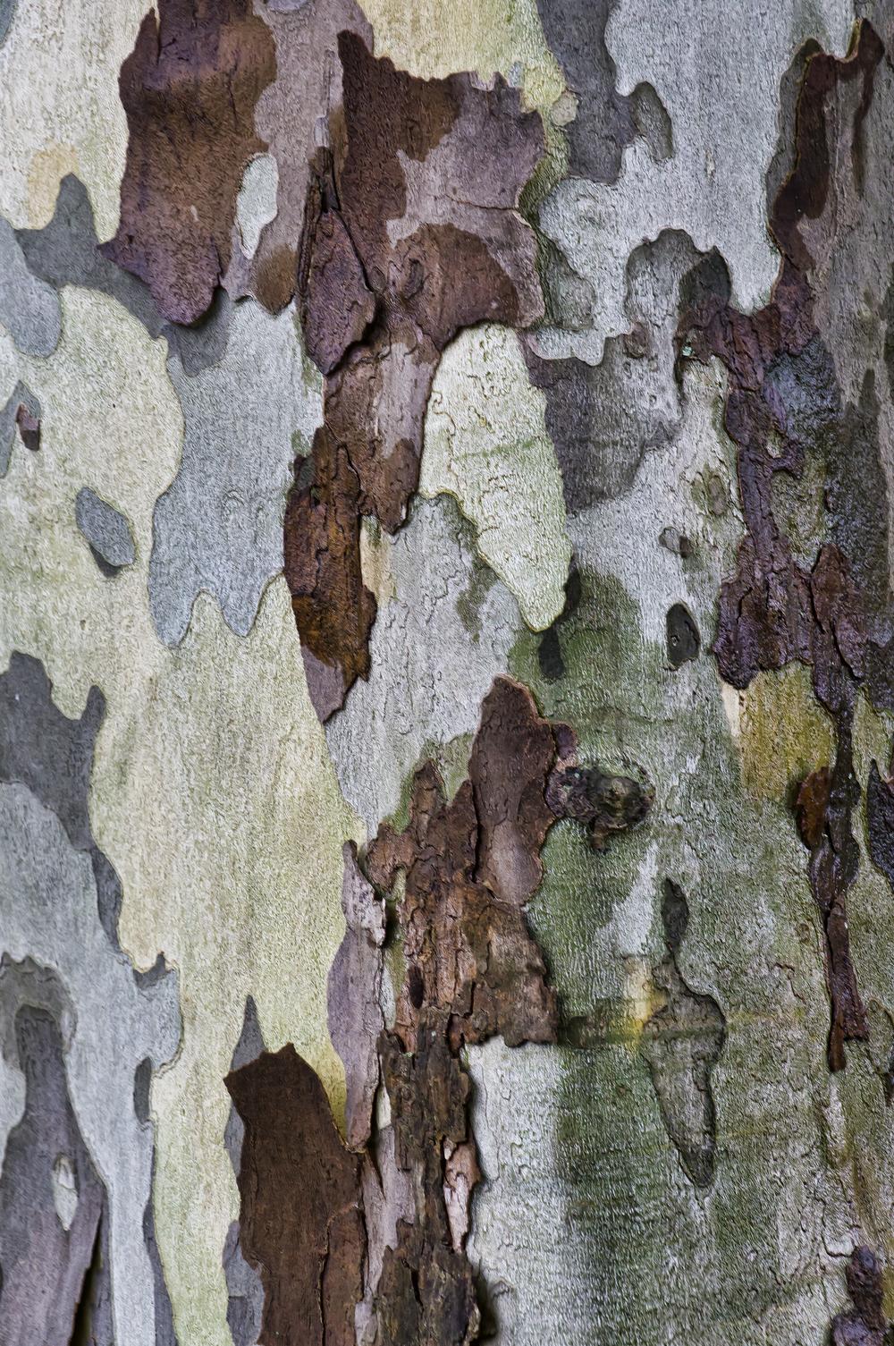 Photo of American Sycamore (Platanus occidentalis) uploaded by arctangent