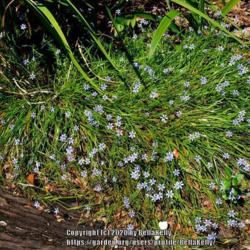 Location: Tampa Bay, Florida 
Date: March
Eastern blue-eyed grass