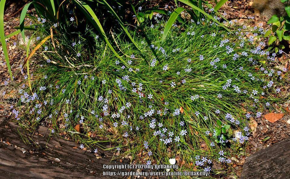 Photo of Eastern Blue-Eyed Grass (Sisyrinchium atlanticum) uploaded by BellaKelly
