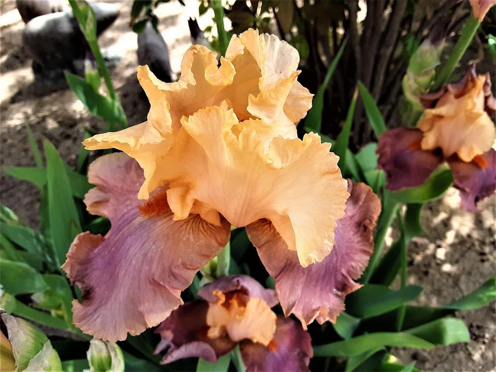 Photo of Tall Bearded Iris (Iris 'Frimousse') uploaded by Bitoftrouble