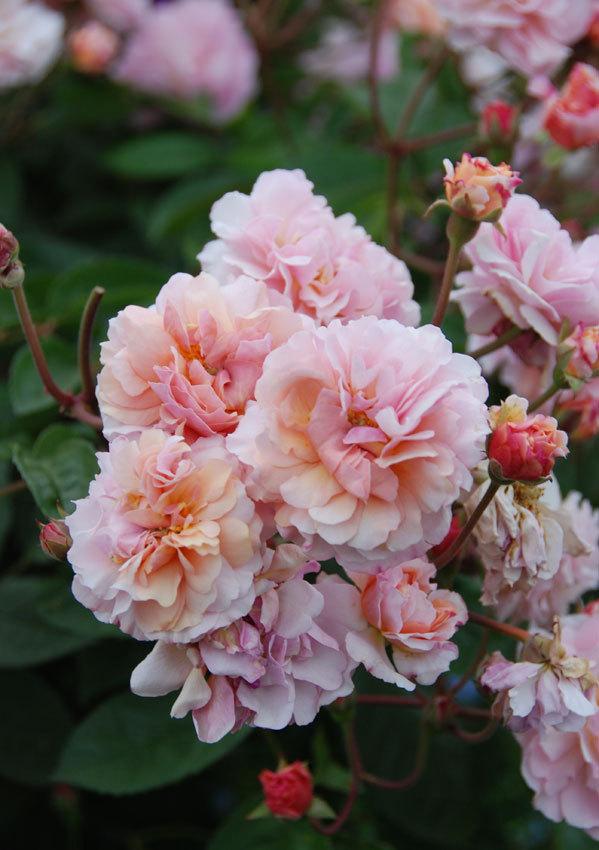 Photo of Hybrid Musk Rose (Rosa 'Cornelia') uploaded by Calif_Sue