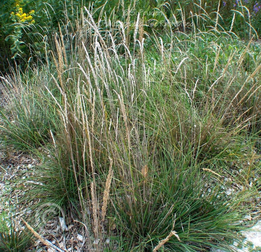 Photo of Prairie Junegrass (Koeleria macrantha) uploaded by DaylilySLP