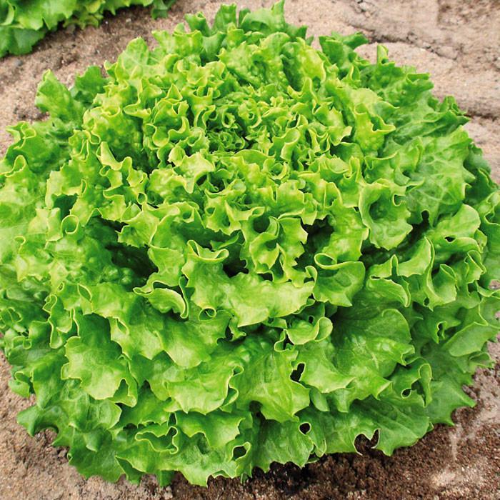 Photo of Lettuce (Lactuca sativa 'Muir') uploaded by Joy