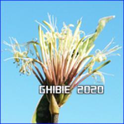 Thumb of 2020-11-21/Ghibie/c766cb