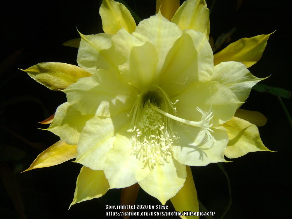 Photo of Hybrid Epiphyllum (Epiphyllum 'Norma Cantafio') uploaded by Hillsepicacti