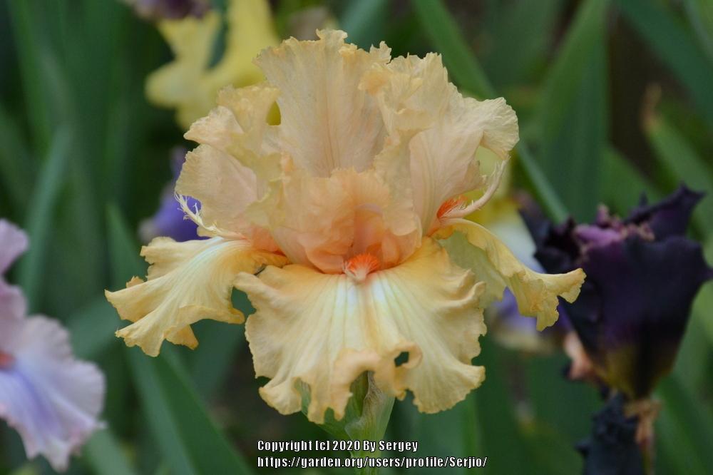 Photo of Tall Bearded Iris (Iris 'Capricious Candles') uploaded by Serjio