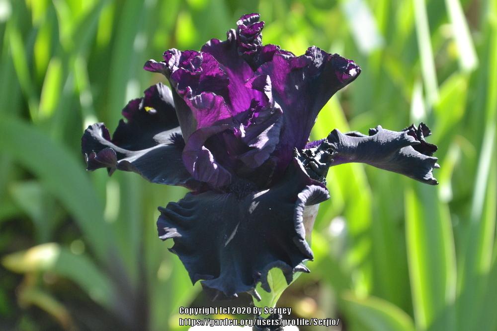Photo of Tall Bearded Iris (Iris 'Black Hole') uploaded by Serjio