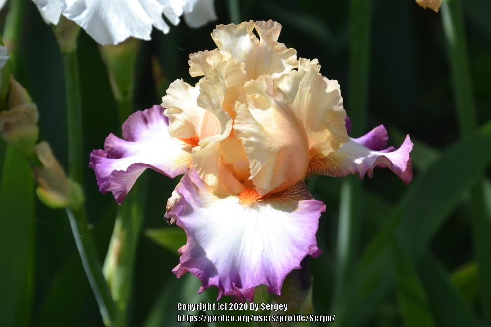 Photo of Tall Bearded Iris (Iris 'Be Original') uploaded by Serjio