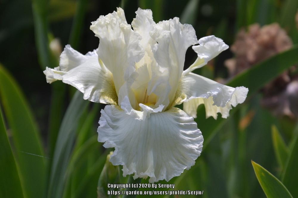 Photo of Tall Bearded Iris (Iris 'California Dreamin') uploaded by Serjio