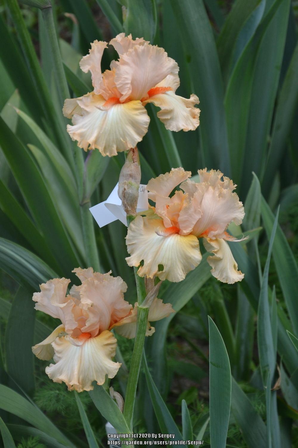 Photo of Tall Bearded Iris (Iris 'Capricious Candles') uploaded by Serjio