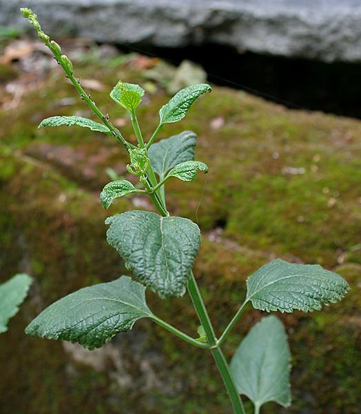 Photo of Priva cordifolia uploaded by greene