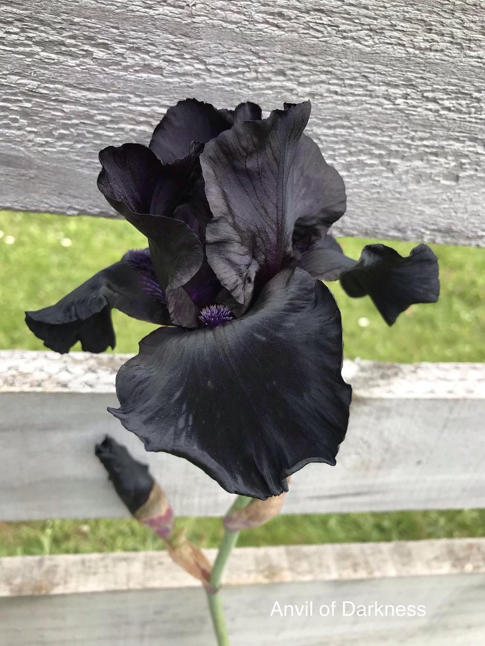 Photo of Tall Bearded Iris (Iris 'Anvil of Darkness') uploaded by Kazryn