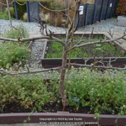 Location: RHS Harlow Carr, Yorkshire, UK
Date: 2020-11-21
Cordon apple in the kitchen garden