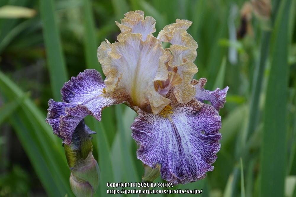 Photo of Tall Bearded Iris (Iris 'Dipped in Dots') uploaded by Serjio