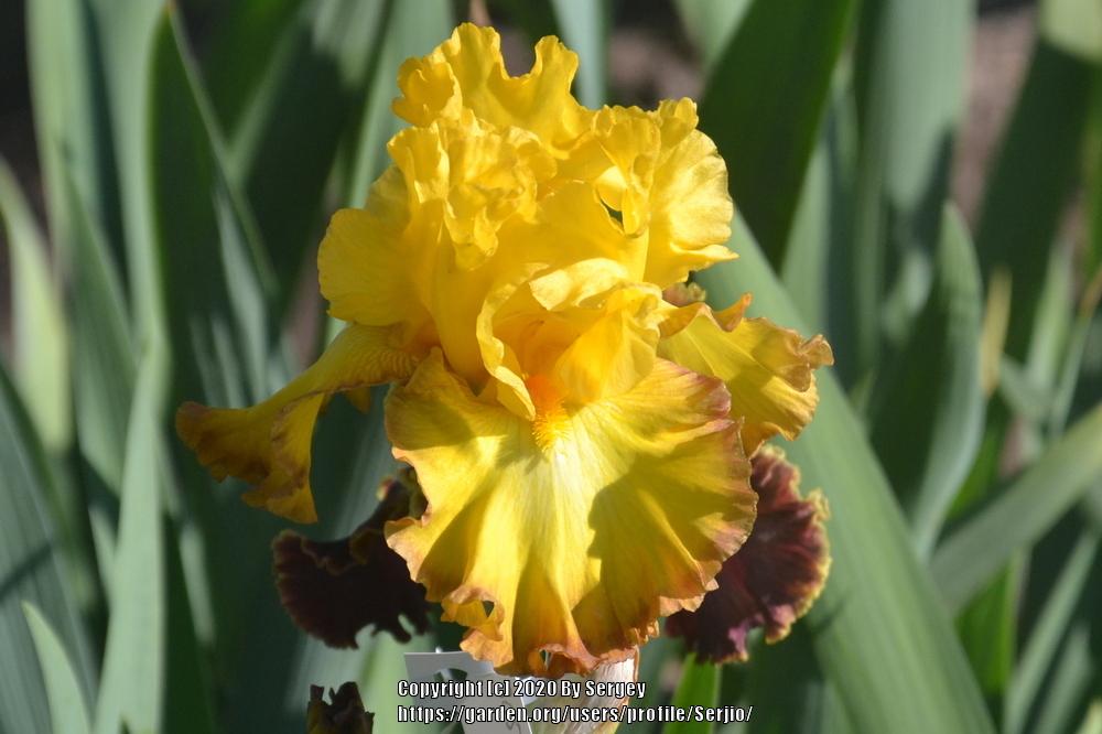 Photo of Tall Bearded Iris (Iris 'Down to the Wire') uploaded by Serjio