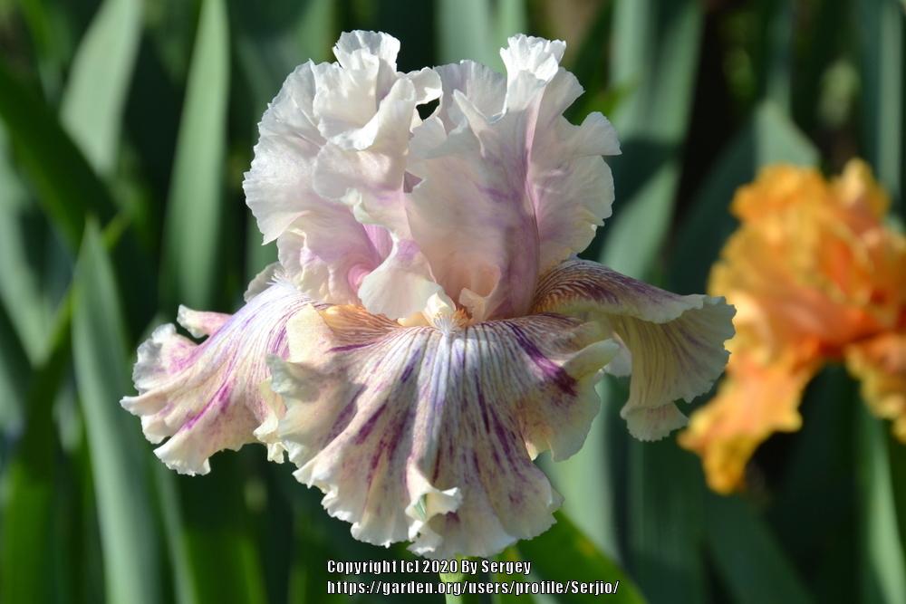 Photo of Tall Bearded Iris (Iris 'Die Laughing') uploaded by Serjio