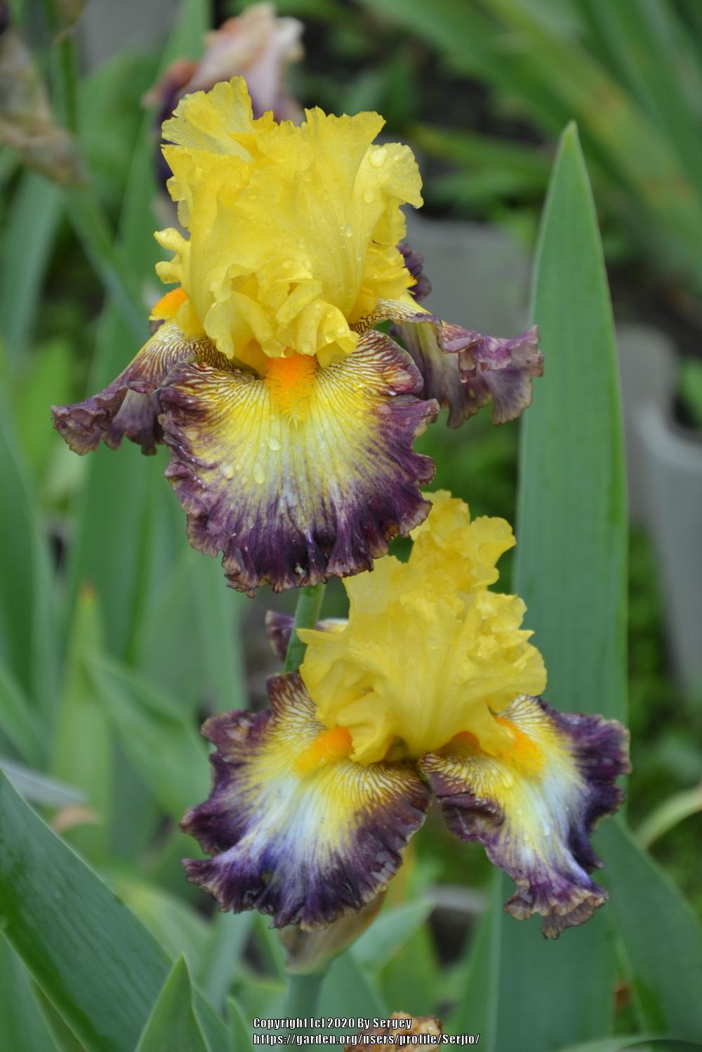 Photo of Tall Bearded Iris (Iris 'Curve Ball') uploaded by Serjio